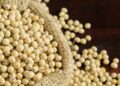 15 नोव्हेंबरपासून 31 खरेदी केंद्रांवर सोयाबीन,मूग व उडीद खरेदीस होणार सुरुवात